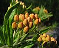 Butterfly Weed Asclepias tuberosa Bud Closeup 2816px