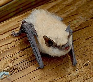 Canyon Bat