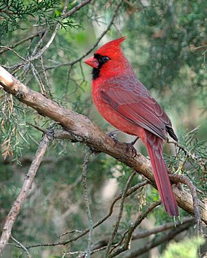 Cardinalis cardinalis -Columbus, Ohio, USA-male-8 (1)