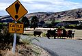 Cattle stop sign - New Zealand