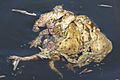 Common toad Bufo bufo multiple amplexus mating ball