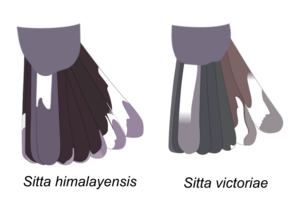 Comparison of tails of Sitta himalayensis & Sitta victoriae