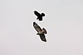 Crow attacking Buzzard - Woburn Safari Park (4552169984)