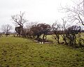 Decaying hedge - geograph.org.uk - 1715089