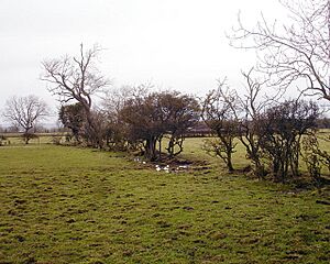 Decaying hedge - geograph.org.uk - 1715089