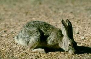 Desert cottontail