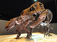 Dinosaur exhibit - Houston Museum of Natural Science - DSC01881.JPG
