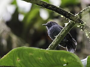 Dysithamnus occidentalis - Bicolored Antvireo.jpg