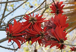 Erythrina corallodendron 2152.jpg