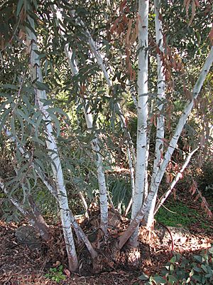 Eucalyptus saxatilis
