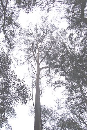 Eucalyptus smithii.jpg