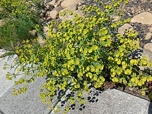 Euphorbia segetalis.001 - Ponferrada.jpg