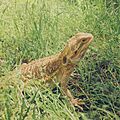 Fancy Bearded Dragon (pogona) in grass