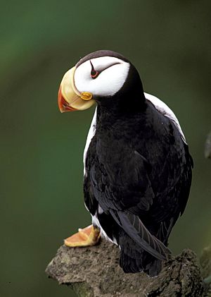 Horned Puffin  Audubon Field Guide