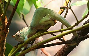 Furcifer balteatus - Buffalo Zoo.jpg