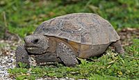 An abraded tortoise walking on sandy ground.