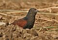 Greater Coucal (Centropus sinensis) - Immature at Hodal Iws IMG 1210