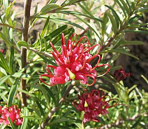 Grevillea obtusifolia Gingin Gem