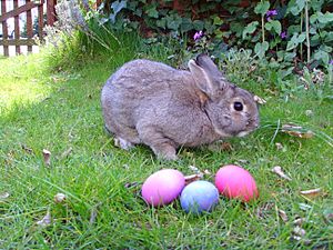 Easter Bunny Facts for Kids