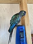 Hatch the green-checked conure after a bath