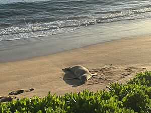 Hawaiian Monk Seal on Ka’anapali Beach, Maui August 15, 2025