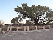 Hereford-San Pedro House- The Big Cottonwood Tree-1930-7