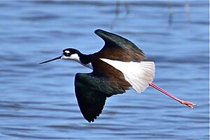 Himantopus mexicanus -Morro Bay, California, USA -flying-8