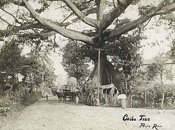 Historic Ceiba Tree, Ponce
