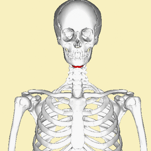 Hyoid bone - animation