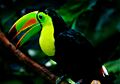 Keel-billed toucan woodland