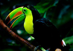 Keel-billed toucan woodland