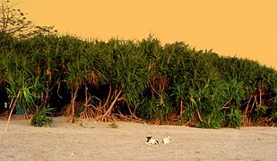 Keya Tree of Saint Martin Island