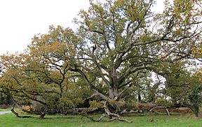 King oak.jpg