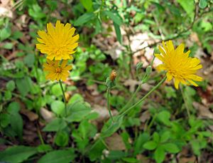 Krigia biflora Bluegrass.jpg