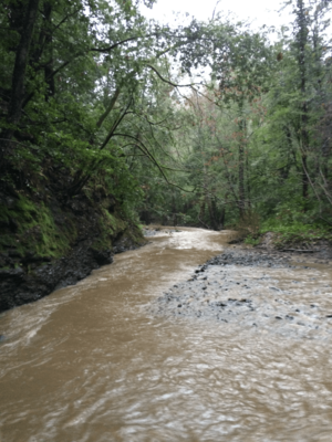 La Honda Creek in Flood - January 2016