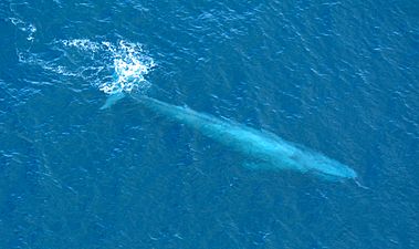Large Blue Whale Off Southern California Coast Photo D Ramey Logan