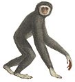 Le gibbon (white background)