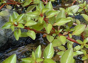 Leaves opposite