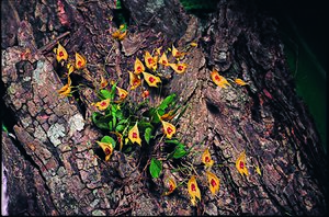 Lepanthes guatemalensis.jpg