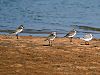 Lesser Sand Ploverwith Sanderling I IMG 9382.jpg