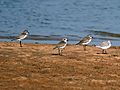 Lesser Sand Ploverwith Sanderling I IMG 9382