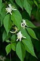 Lonicera maackii 2