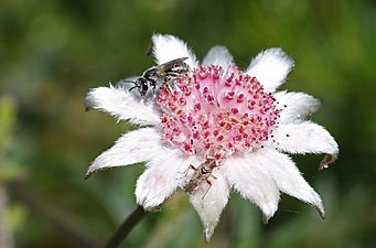 Lou100121d Pink Flannel Flower (Actinotus forsythii)