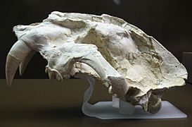 Machairodus aphanistus - Cerro de los Batallones - Museo Arqueológico Regional CAM