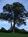 Magnolia Park, Washington - tree and bench