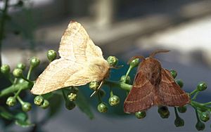 Phenological variation in western tent caterpillar moths