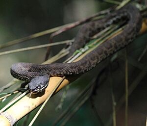 Mangrove Pit Viper.jpg