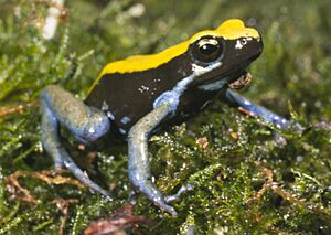 Mantella expectata02.jpg