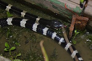 Many-banded Krait (Bungarus multicinctus) 銀環蛇4.jpg