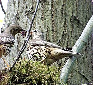 Mistle trush male left pass earthworms to female